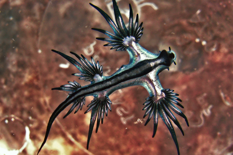 Sea dragon