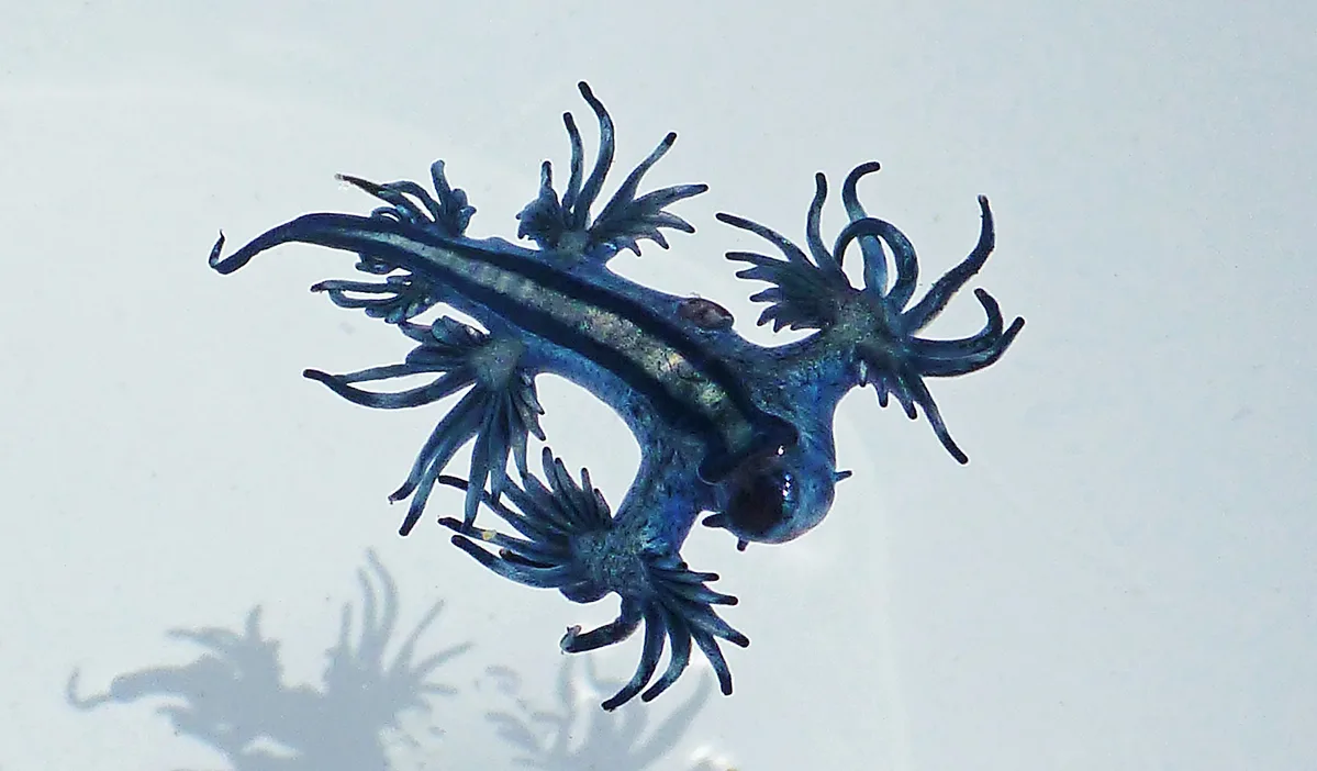 Glaucus Atlanticus. Nudibranch, AUSTRALIA, 2012.1a GA P1070830