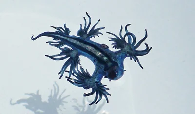 Glaucus Atlanticus. Nudibranch, AUSTRALIA, 2012.1a GA P1070830