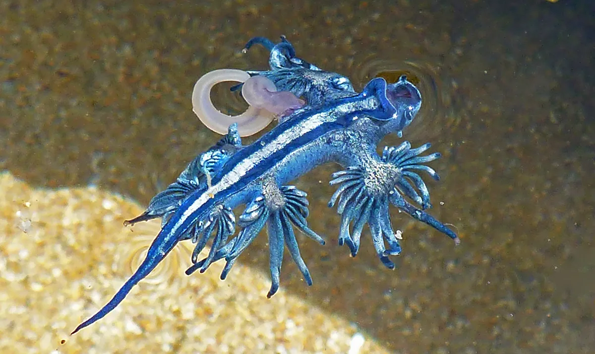 Glaucus Atlanticus. Nudibranch, AUSTRALIA, 2012.1 ga P1070911