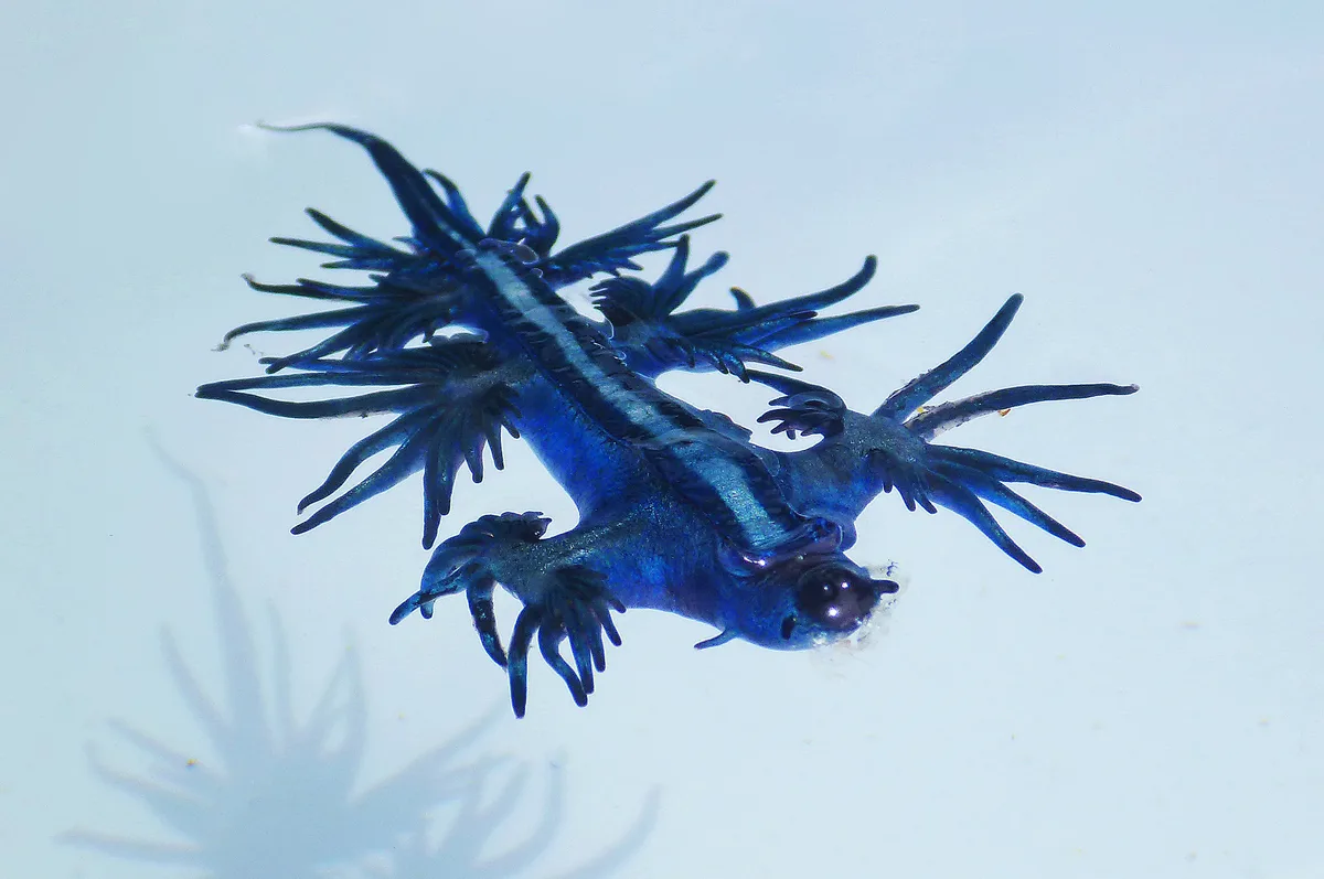 Glaucus Atlanticus. Nudibranch, AUSTRALIA, 2012.1 ga P1070839