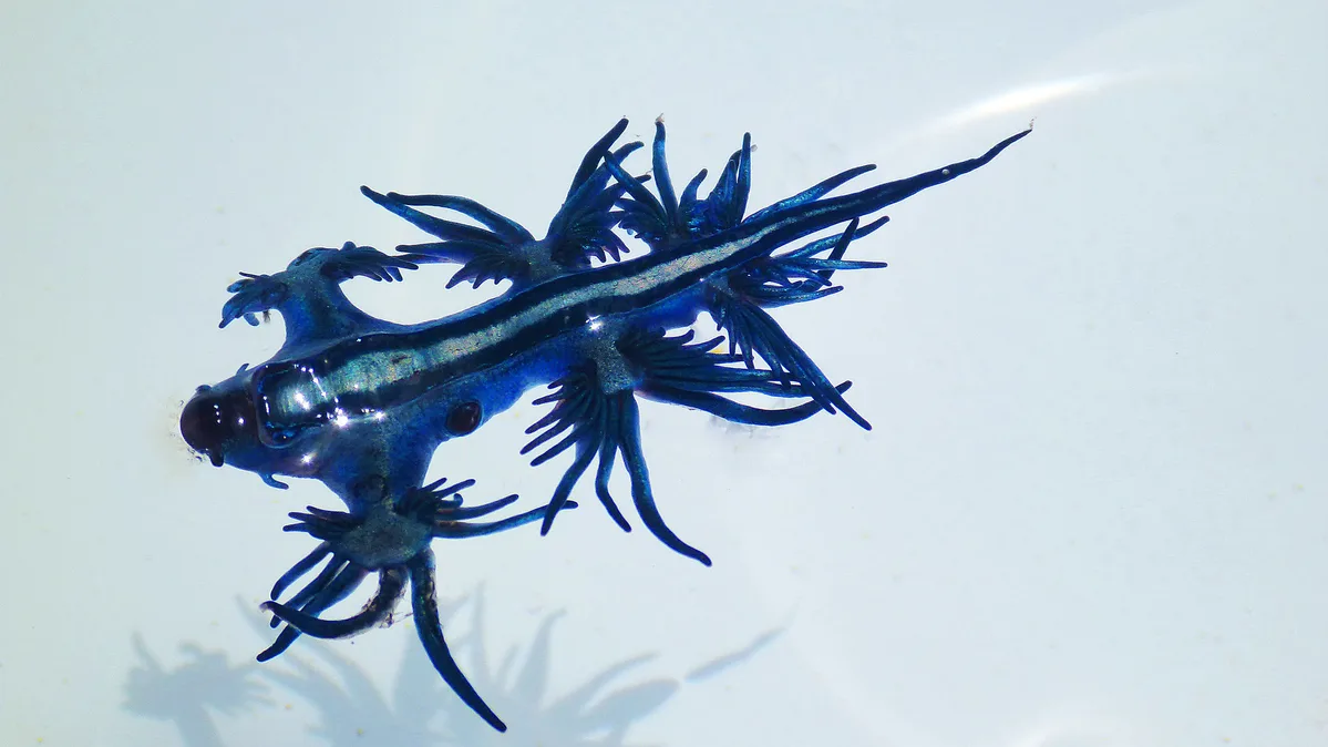  Glaucus Atlanticus. Nudibranch, AUSTRALIA, 2012.ga P1070834