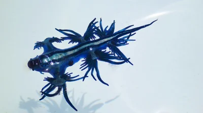  Glaucus Atlanticus. Nudibranch, AUSTRALIA, 2012.ga P1070834
