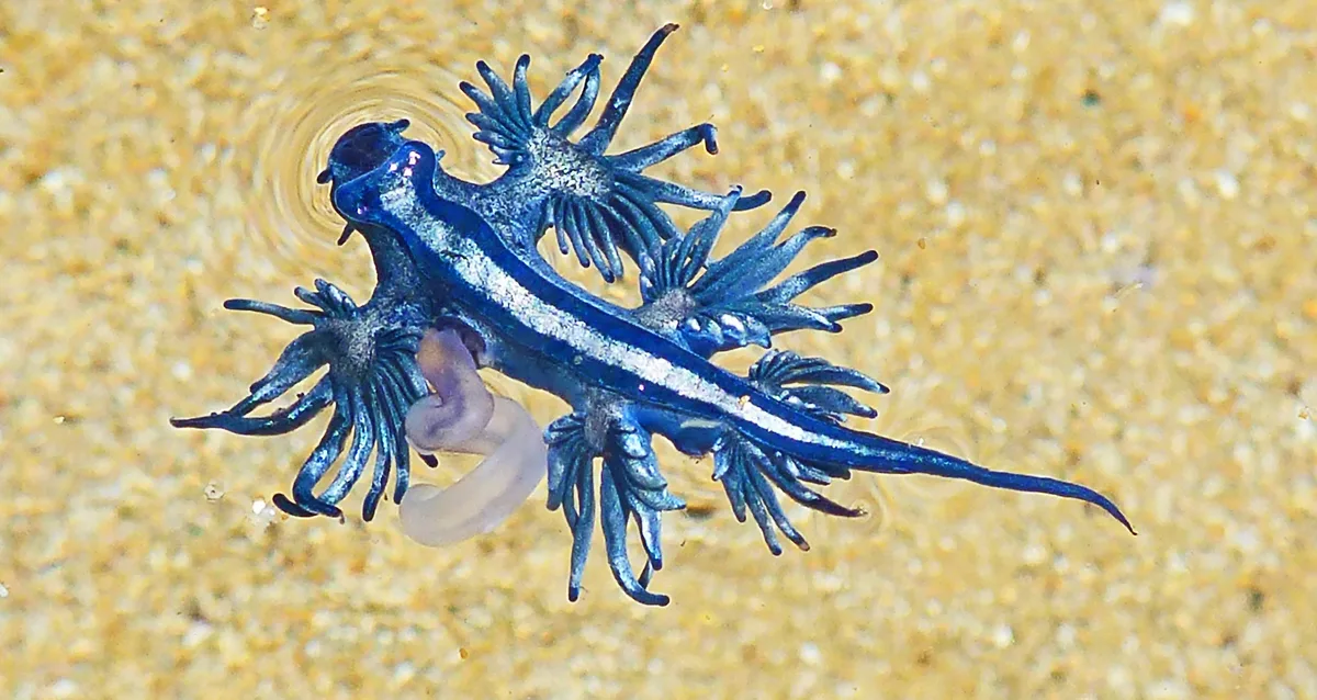 Glaucus Atlanticus. Nudibranch, AUSTRALIA, 2012.1 ga P1070916