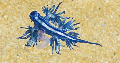 Glaucus Atlanticus. Nudibranch, AUSTRALIA, 2012.1 ga P1070916
