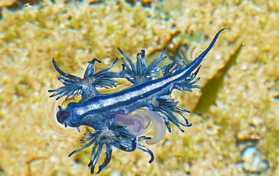 Glaucus Atlanticus. Nudibranch, AUSTRALIA, 2012.1 ga P1070924