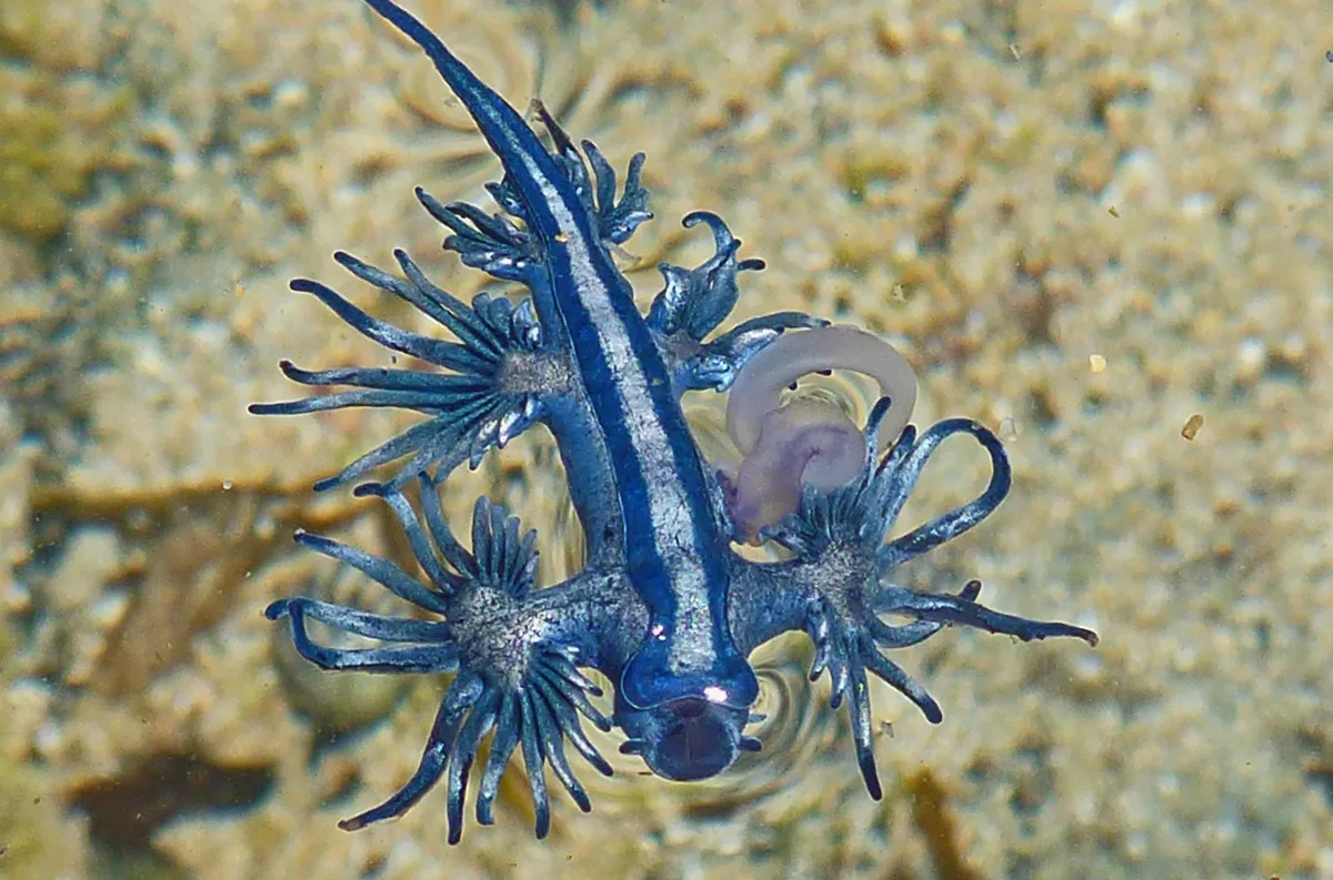 Glaucus Atlanticus. Nudibranch, AUSTRALIA, 2012.1 ga P1070921