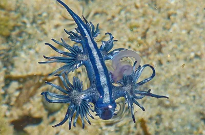 Glaucus Atlanticus. Nudibranch, AUSTRALIA, 2012.1 ga P1070921