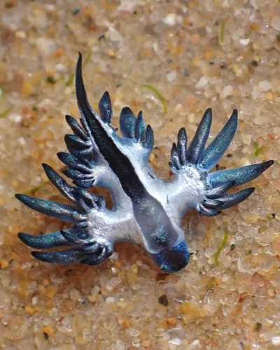 Glaucilla marginata - Inharrime, MZ