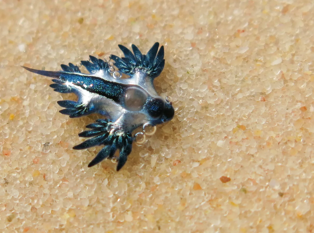 Glaucilla marginata - bazaruto archipelago