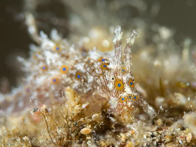 Lined Sea Hare - Stylocheilus striatus