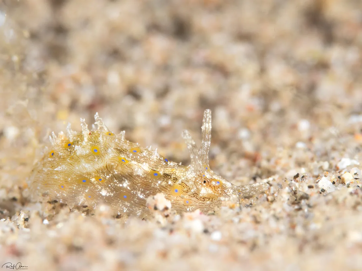 Lined Sea Hare - Stylocheilus striatus