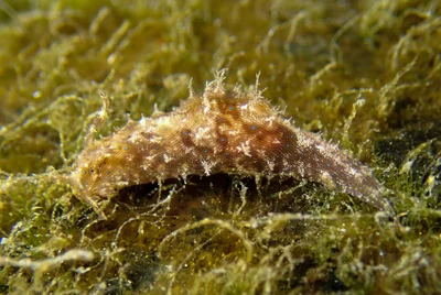 Stylocheilus striatus