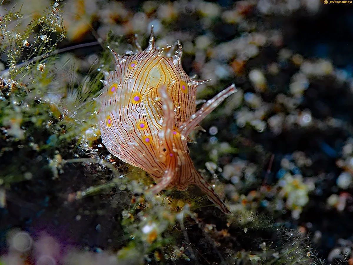Stylocheilus striatus