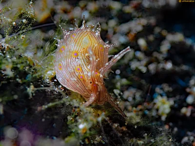 Stylocheilus striatus