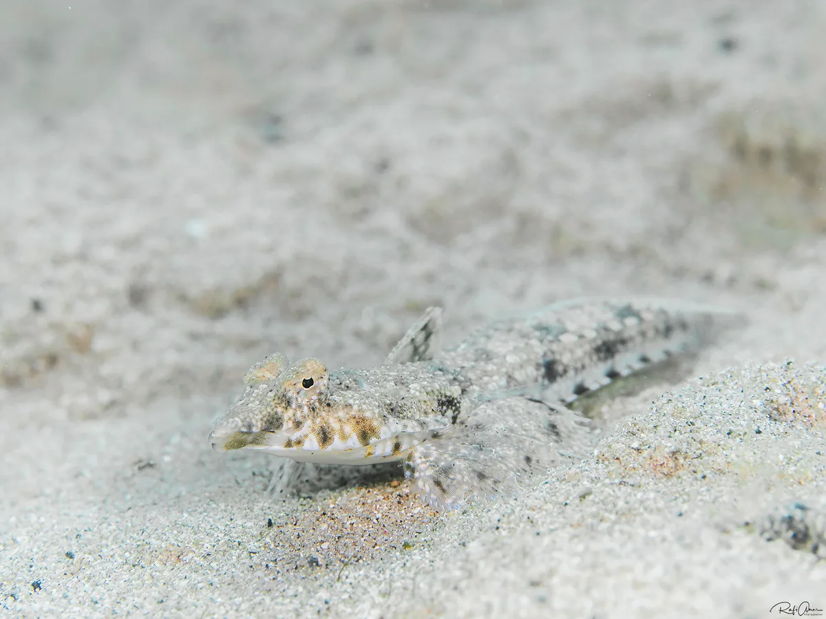 Blue-Spotted Dragonet