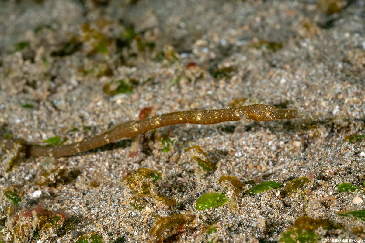 Blue-speckled Pipefish (Hippichthys cyanospilos)