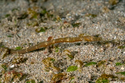 Blue-speckled Pipefish (Hippichthys cyanospilos)