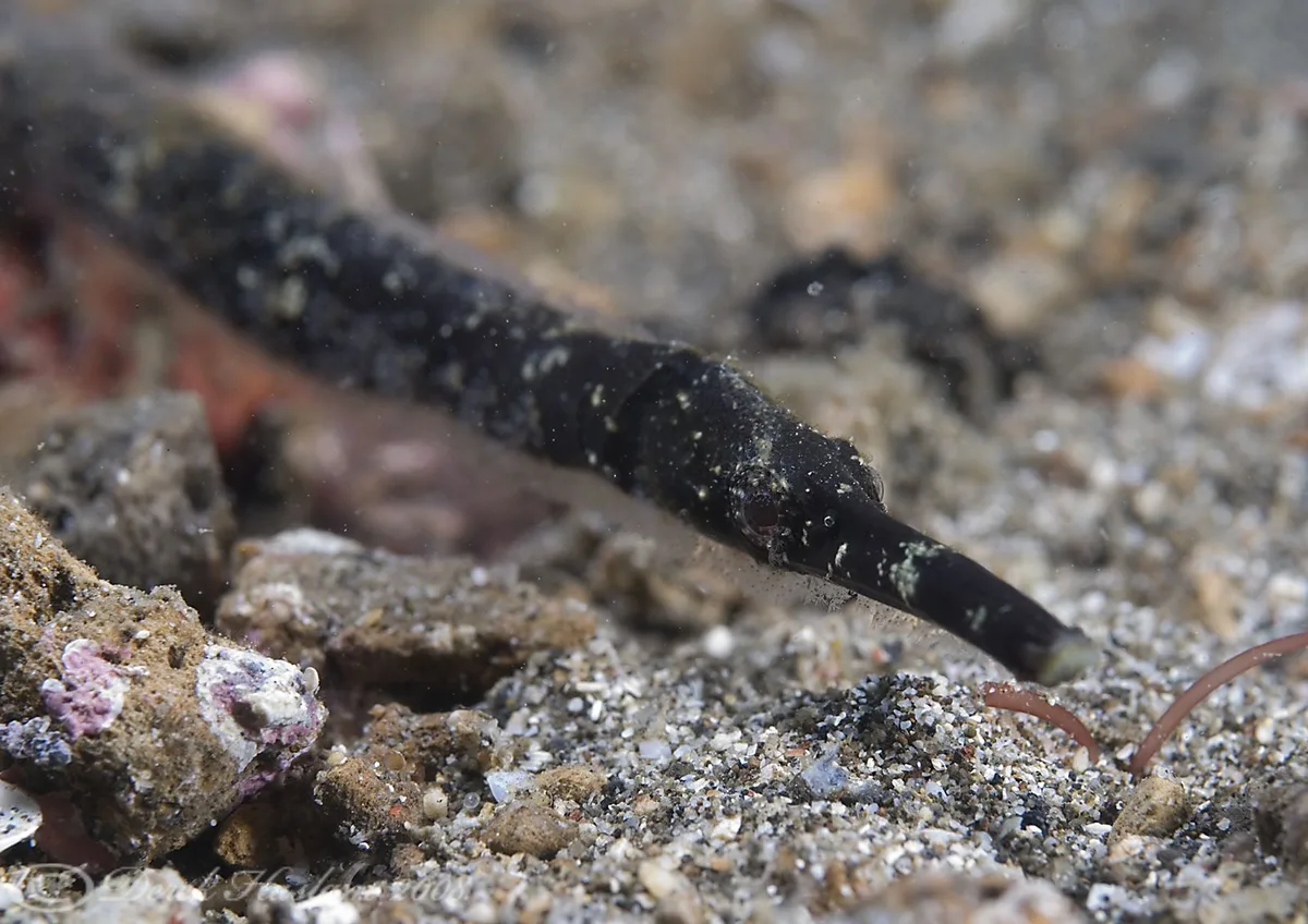 Robust Pipefish. Hippichthys cyanospilos.