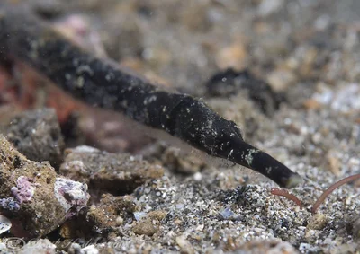 Robust Pipefish. Hippichthys cyanospilos.