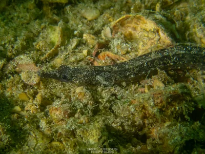 Hippichthys cyanospilos