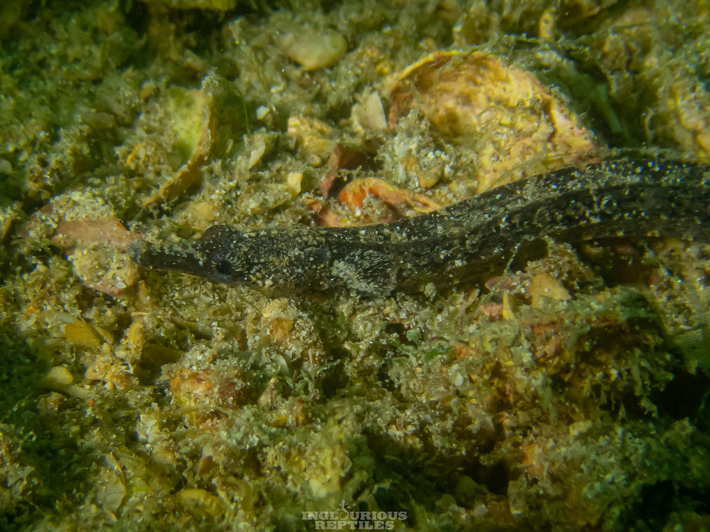 Hippichthys cyanospilos