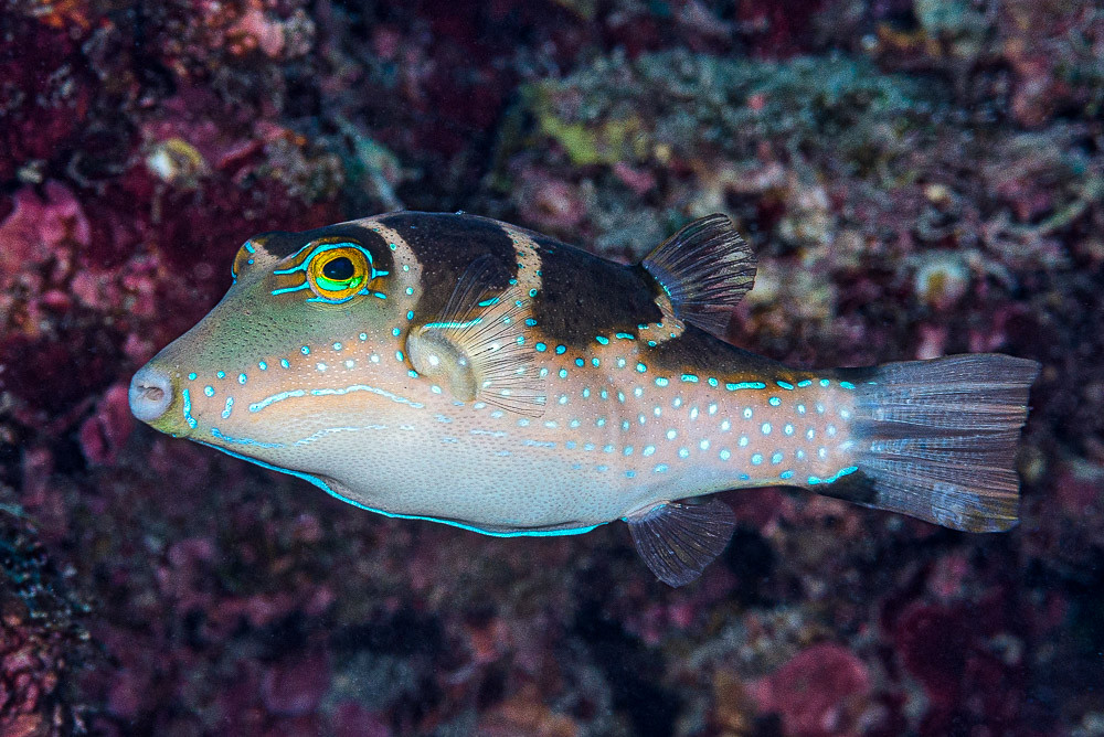 Bluespotted saddle toby - Canthigaster cyanospilota
