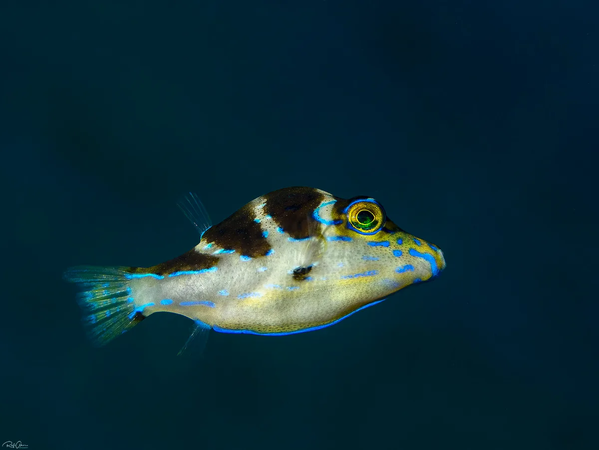 Blue-spotted Toby - Juvenile - Canthigaster cyanospilota