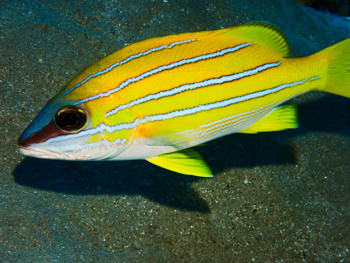 Blue-striped Snapper