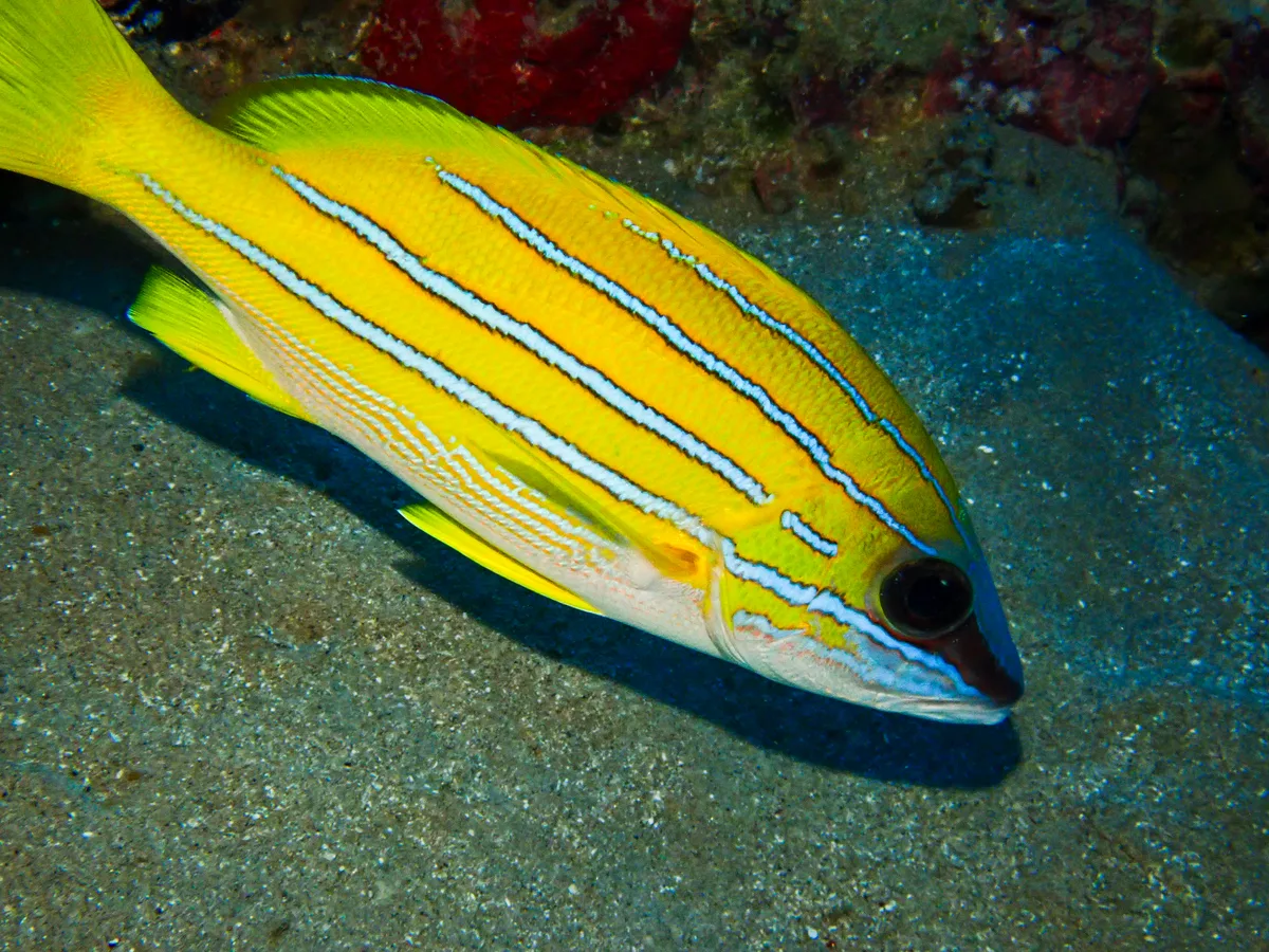 Blue-striped Snapper