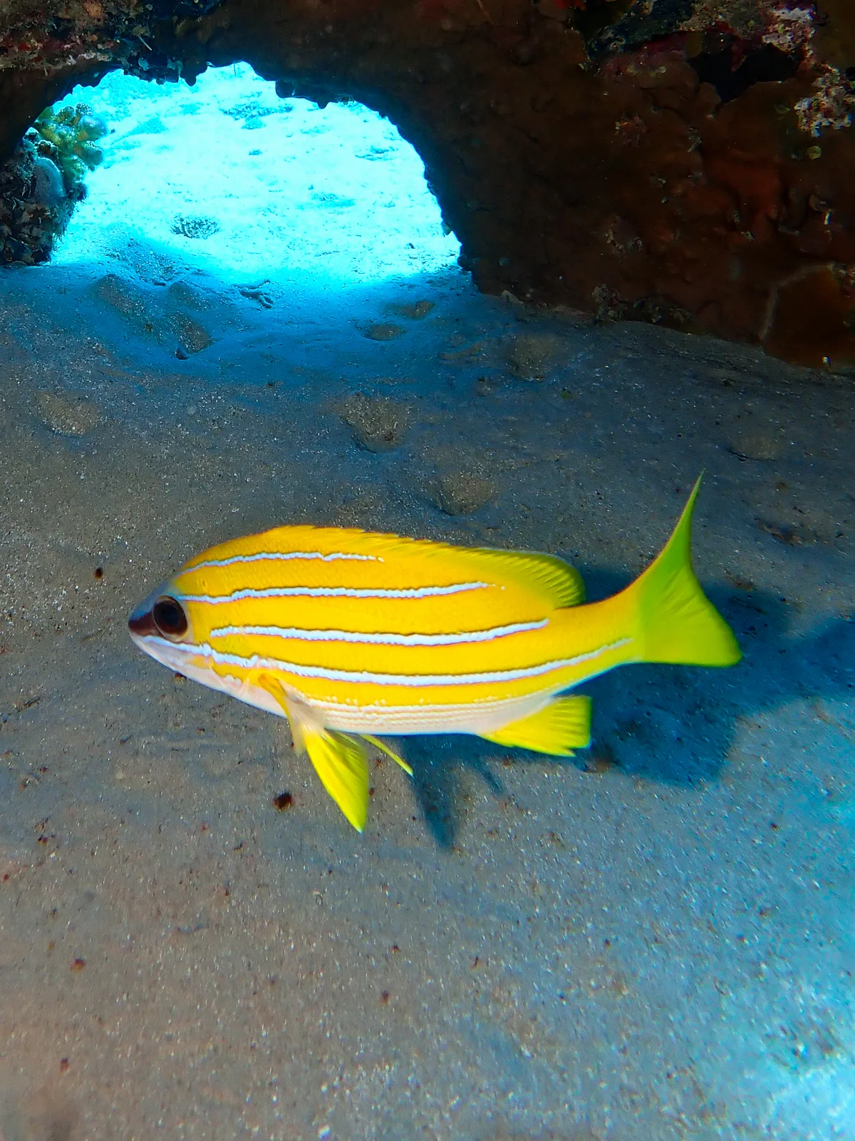 Blue-striped Snapper