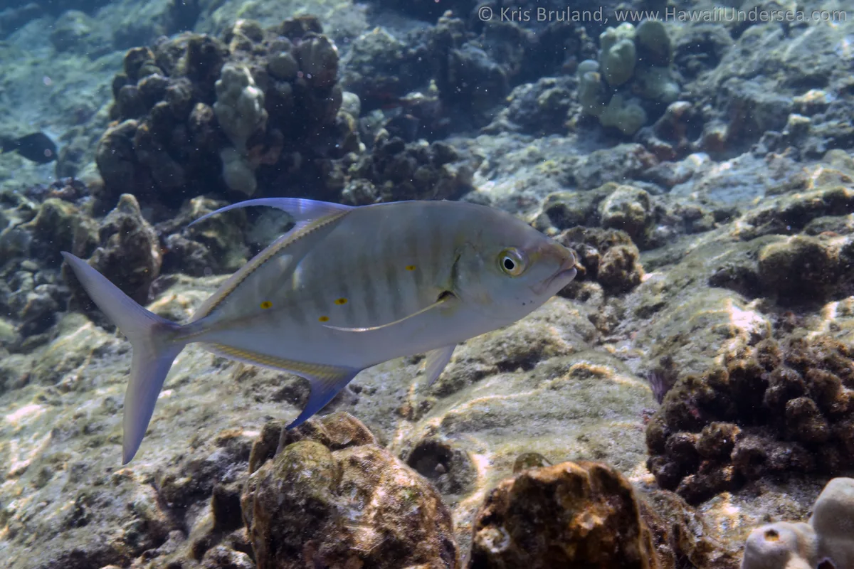 Blue Trevally