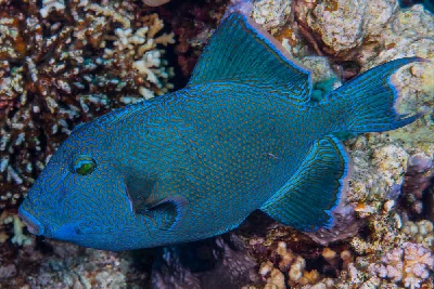 Blue triggerfish