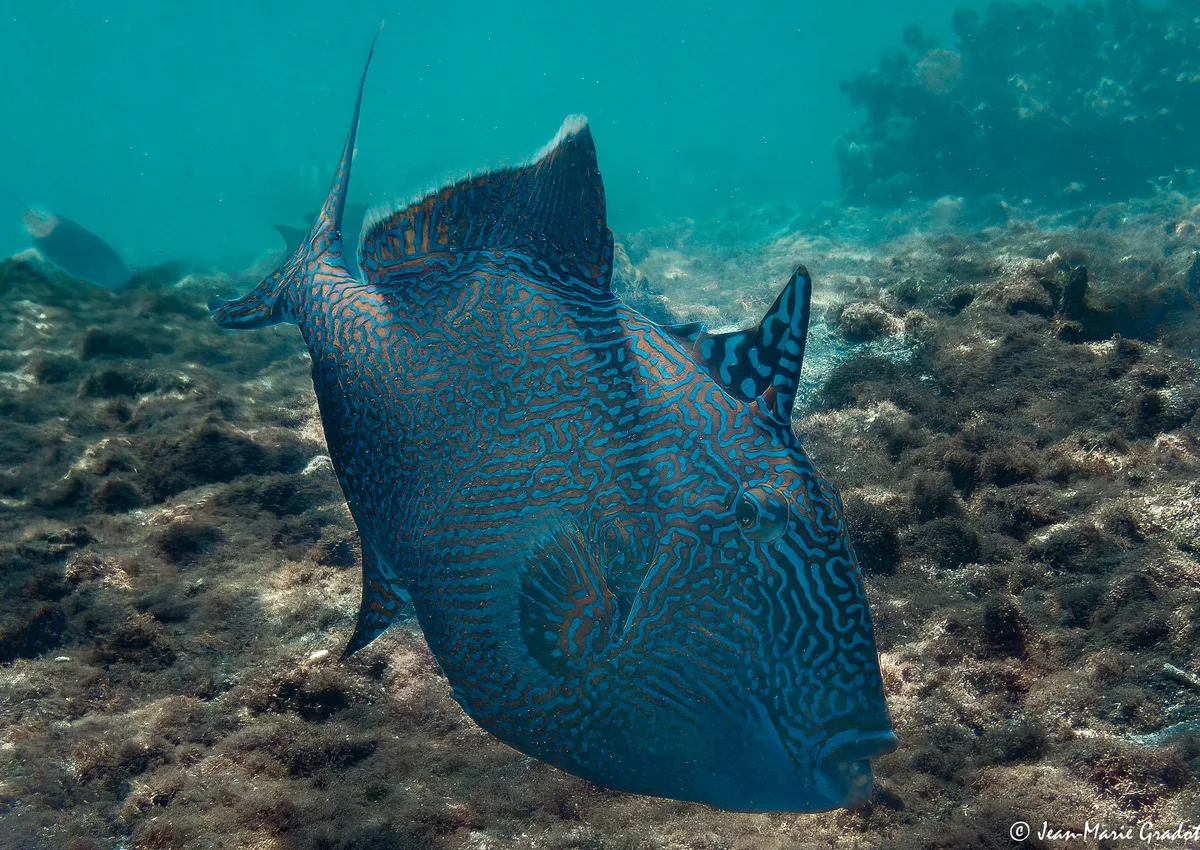Pseudobalistes fuscus