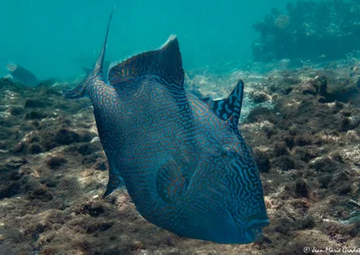 Pseudobalistes fuscus