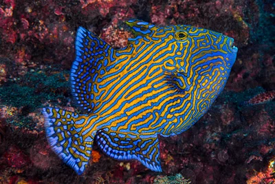 Blue triggerfish, juvenile - Pseudobalistes fuscus
