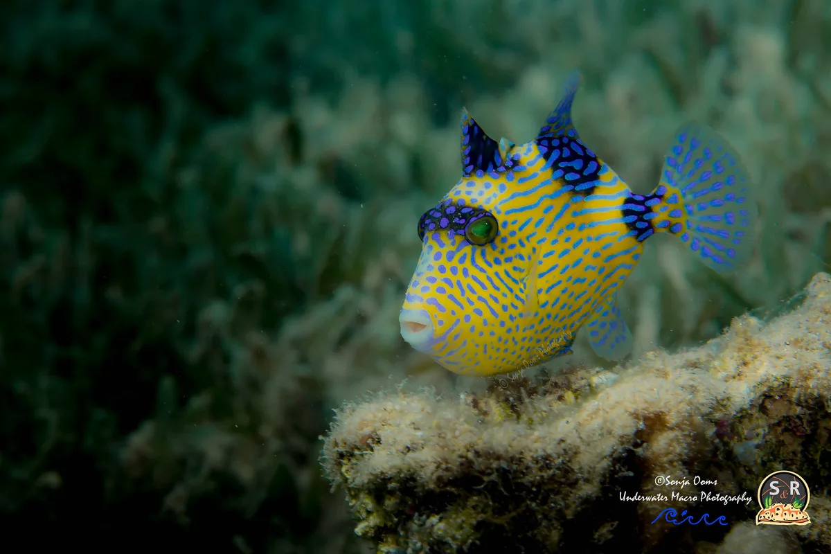 BLUELINE TRIGGERFISH, JUVENILE (50mm)