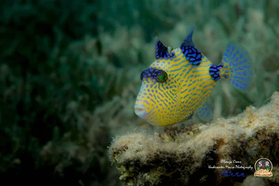 BLUELINE TRIGGERFISH, JUVENILE (50mm)