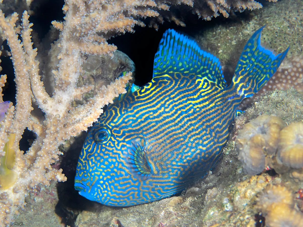 Blue Triggerfish - Pseudobalistes fuscus
