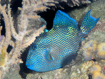Blue Triggerfish - Pseudobalistes fuscus