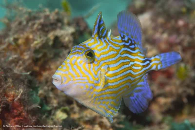 The blue triggerfish (Pseudobalistes fuscus)