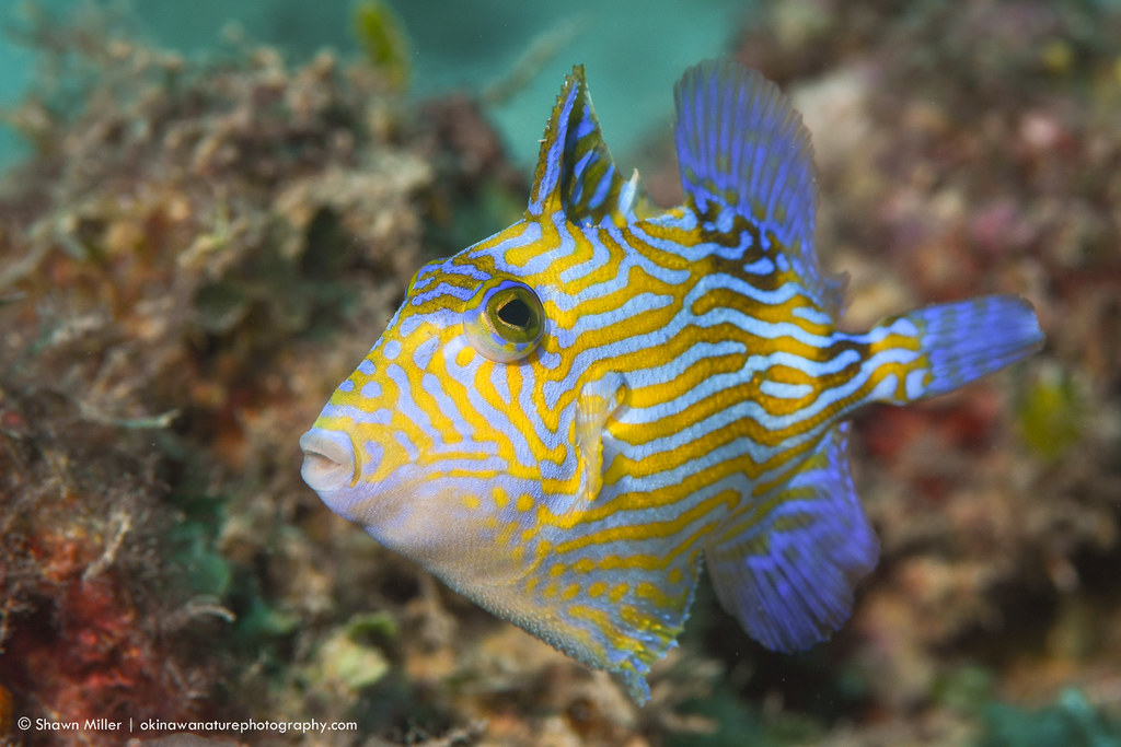 The blue triggerfish (Pseudobalistes fuscus)