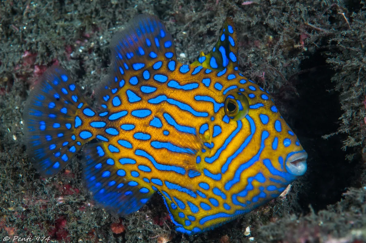 baliste vermiculé - blue lined triggerfish - Pseudobalistes fuscus