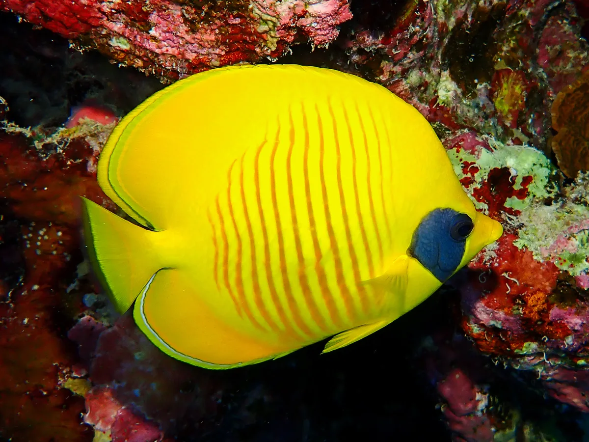 Bluecheek Butterflyfish