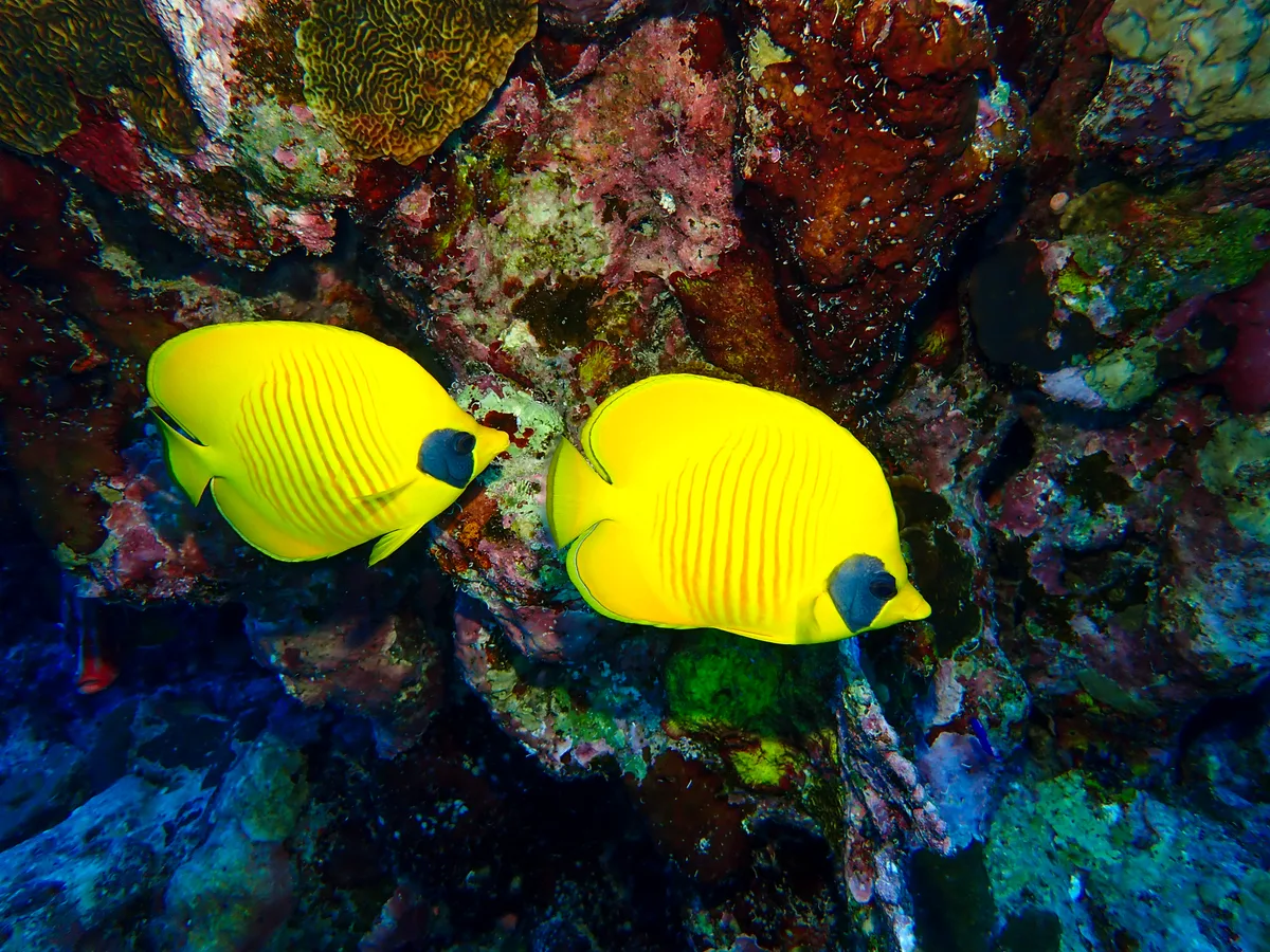 Bluecheek Butterflyfish