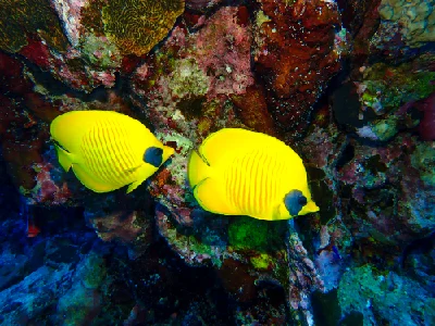 Bluecheek Butterflyfish