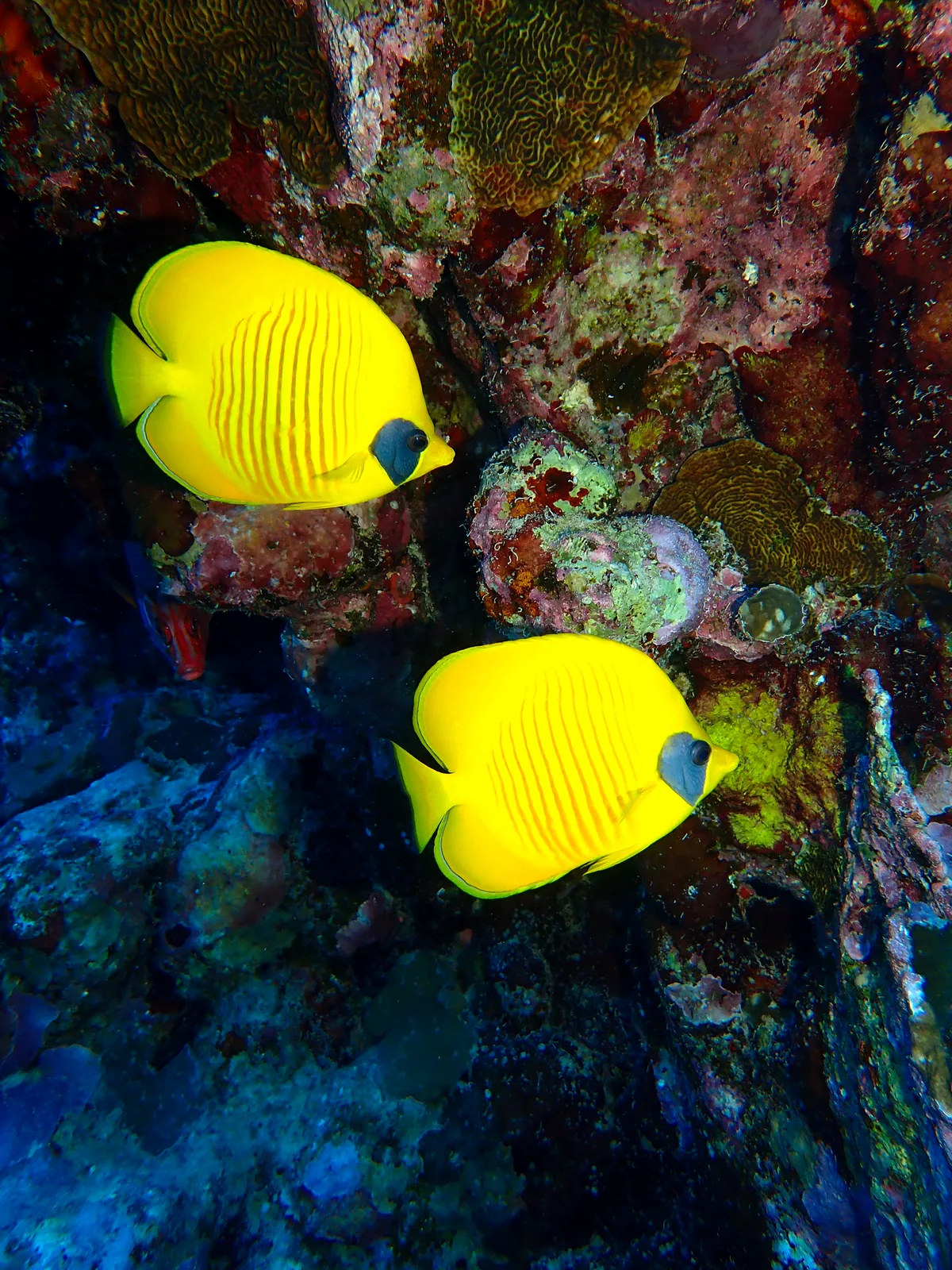 Bluecheek Butterflyfish