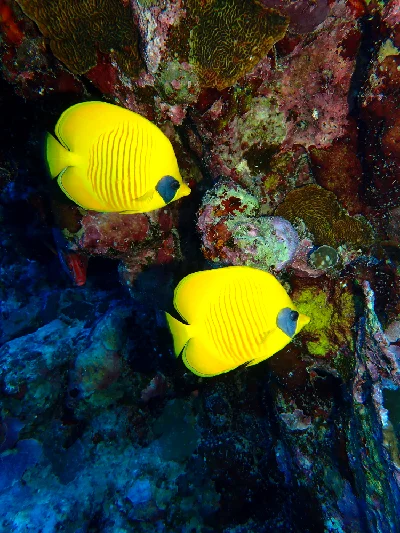 Bluecheek Butterflyfish