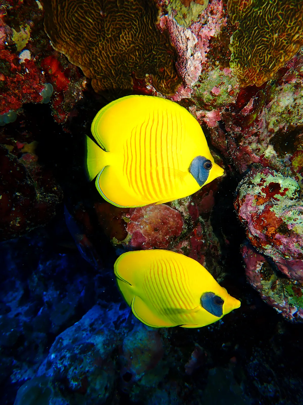 Bluecheek Butterflyfish