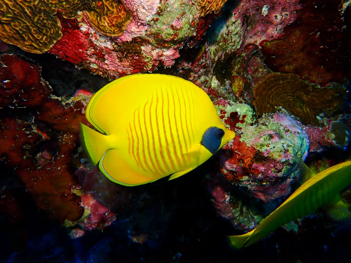 Bluecheek Butterflyfish